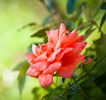 安全可靠好用的在线轰炸网页版